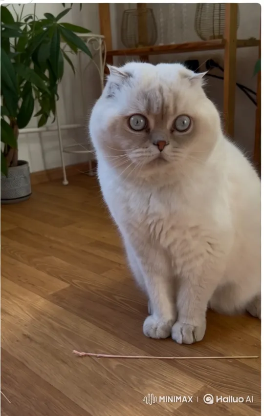 Graceful Cat's Goal Celebration in Aesthetic Video – AI Generated Video | Hailuo AI