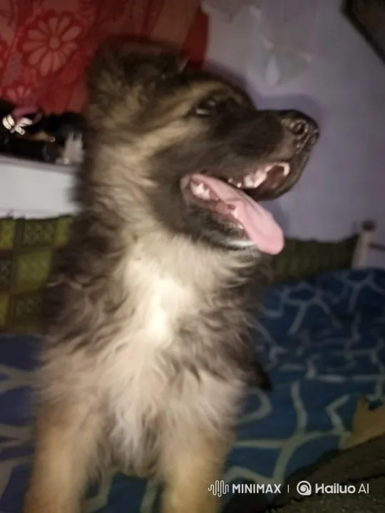 Cute Puppy on Cozy Bed in Colorful Room – AI Generated Video | Hailuo AI