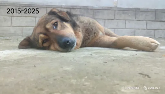 Dog Plays Piano with Artistic Elegance – AI Generated Video | Hailuo AI