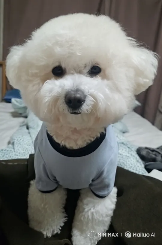 Adorable Bichon Frise 'Gureum' in Live2D Cozy Scene – AI Generated Video | Hailuo AI