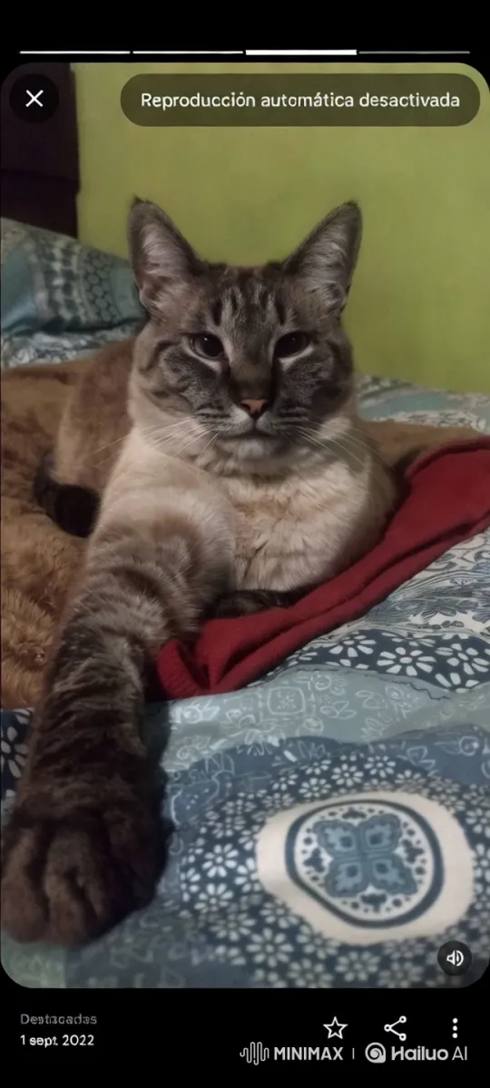 Cat Performs Graceful Dance on Patterned Blanket – AI Generated Video | Hailuo AI