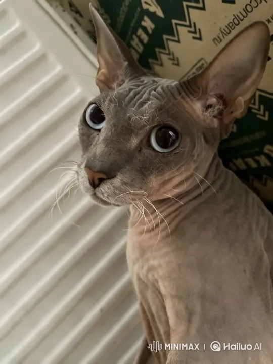 Hairless Cat Examines 'Cocal' Sign in Minimalist Setting – AI Generated Video | Hailuo AI