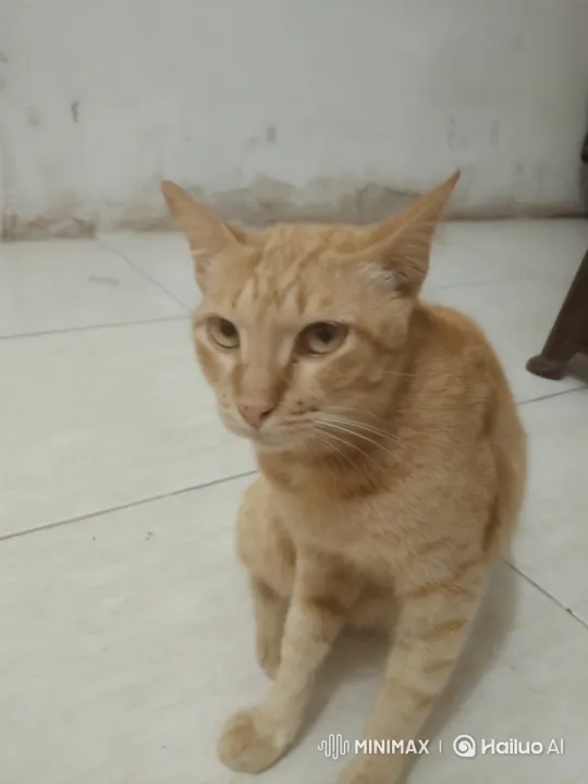 Ginger Cat Curiously Eats Food in Cozy Setting – AI Generated Video | Hailuo AI