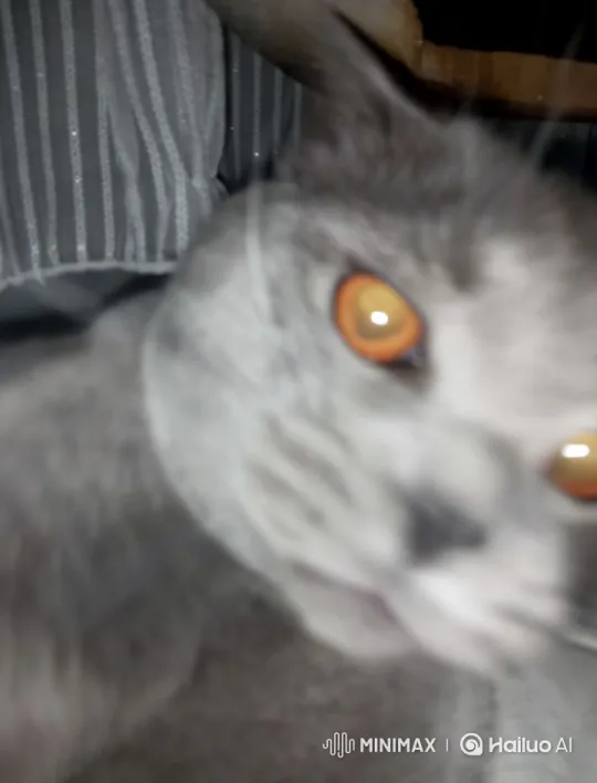 Curious Gray Cat Kisses Camera with Striking Eyes – AI Generated Video | Hailuo AI