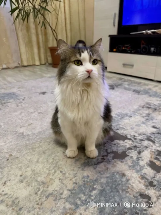 Fluffy Cat Delights in Cozy Living Room Dance – AI Generated Video | Hailuo AI