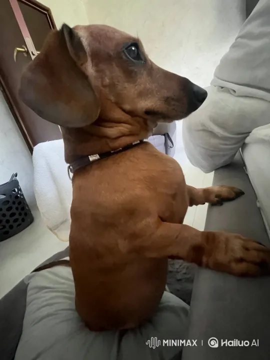 Dachshund Enjoying Pasta Meal at Home – AI Generated Video | Hailuo AI