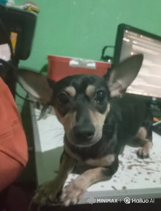 Dog Transforms into Futuristic Superhero – AI Generated Video | Hailuo AI