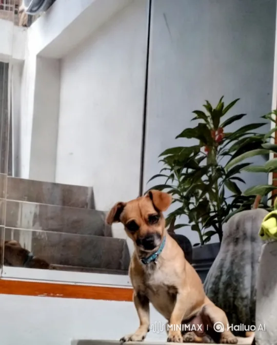 Cute Dog on Stairs with Greenery Background – AI Generated Video | Hailuo AI