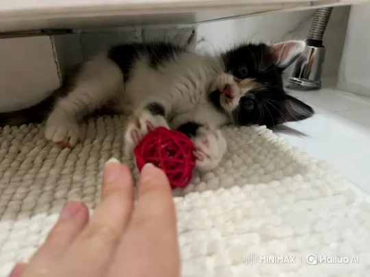 Kitten Plays with Red Ball, Human Interaction – AI Generated Video | Hailuo AI
