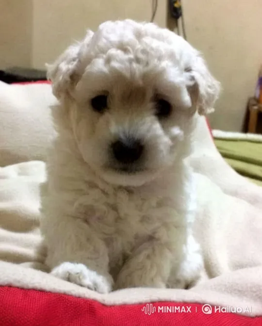 Adorable White Puppy in Cozy Setting – AI Generated Video | Hailuo AI