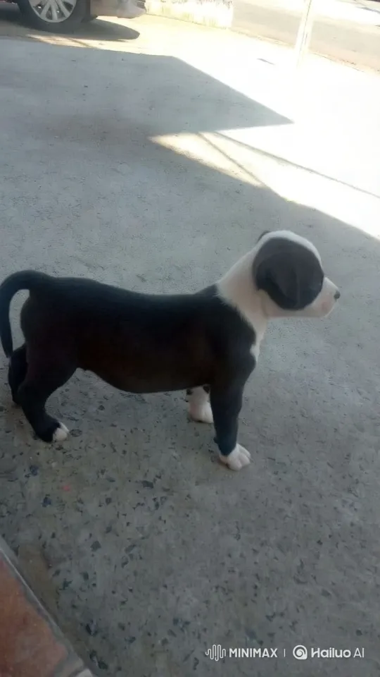 Cinematic Puppy Portrait: Sunlit Curiosity and Serenity – AI Generated Video | Hailuo AI