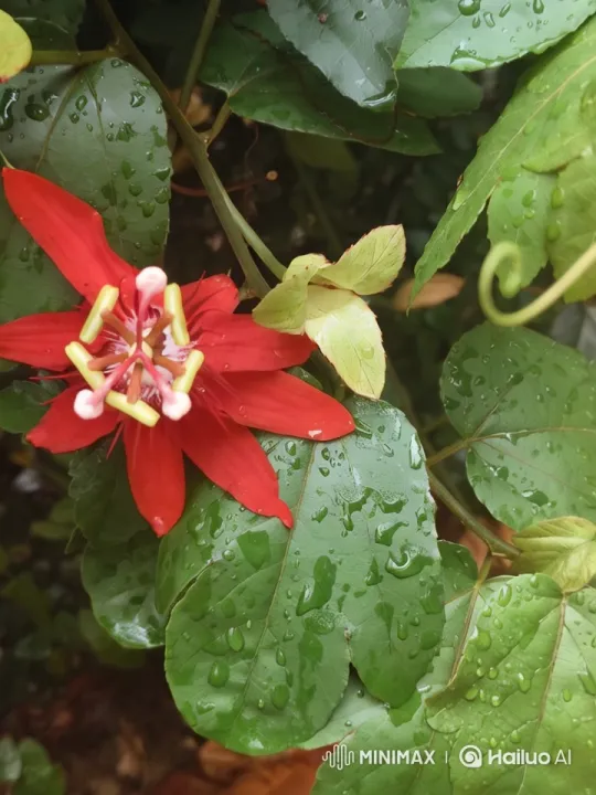 Capturing the Beauty of Raindrop Reflections – AI Generated Video | Hailuo AI