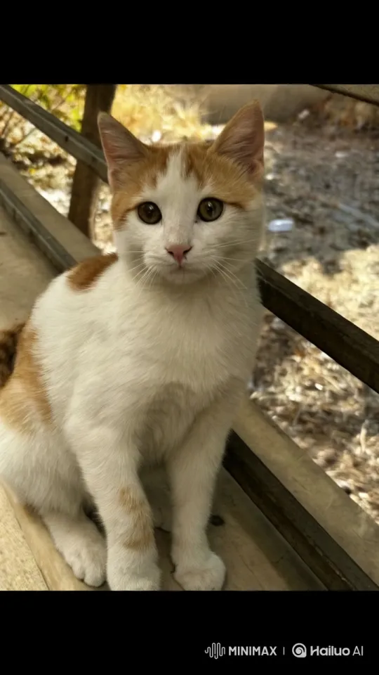 Cat Showcases Playful Moves and Kungfu Skills – AI Generated Video | Hailuo AI
