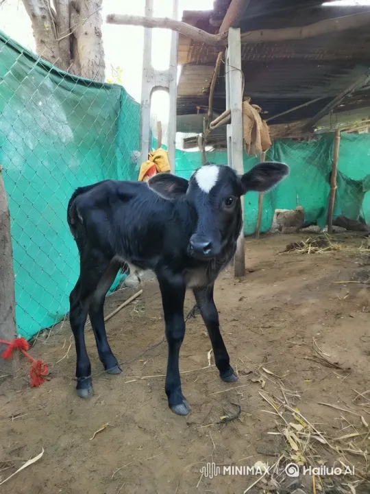 Baby Cow Enacts Joyful Dance in Rustic Setting – AI Generated Video | Hailuo AI