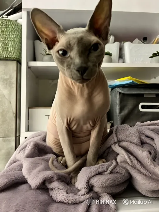 Sphynx Cat in Aesthetic Motion on Bike – AI Generated Video | Hailuo AI