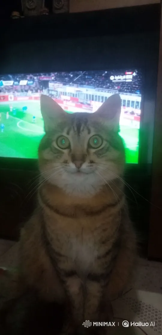 Feline Commanders Prepare for Military Mission – AI Generated Video | Hailuo AI