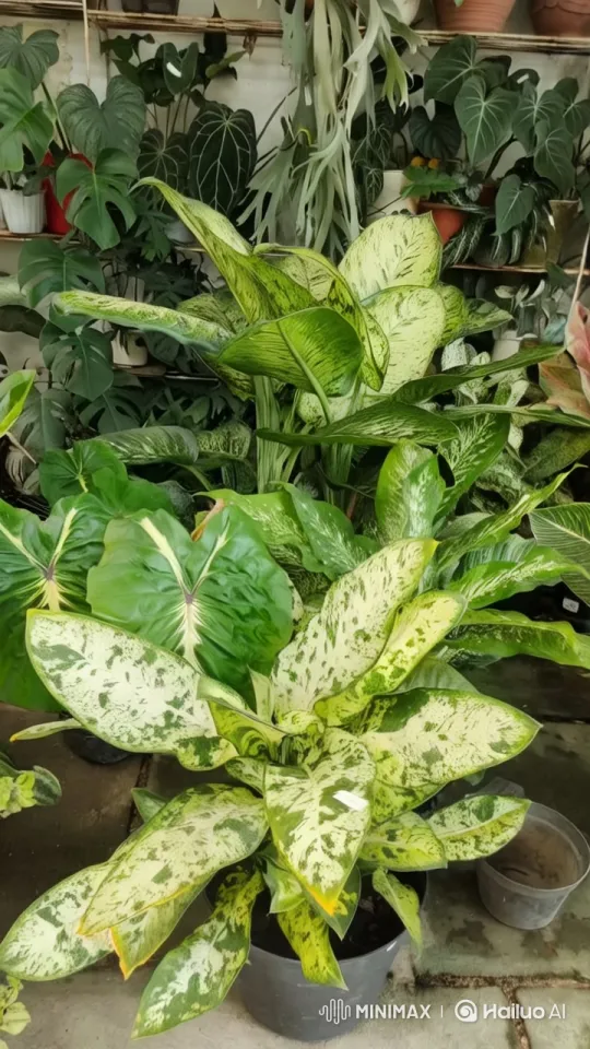 Indoor Botanical Haven: A Lush, Serene Garden – AI Generated Video | Hailuo AI