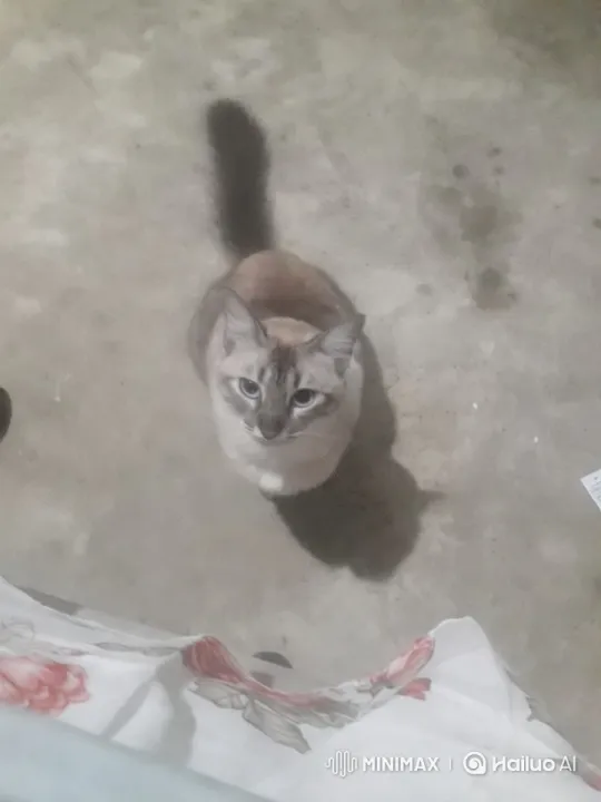 Curious Siamese Cat in Dubai's Raw Environment – AI Generated Video | Hailuo AI