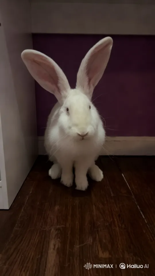 White Rabbit Performs Impressive Dance Routine – AI Generated Video | Hailuo AI