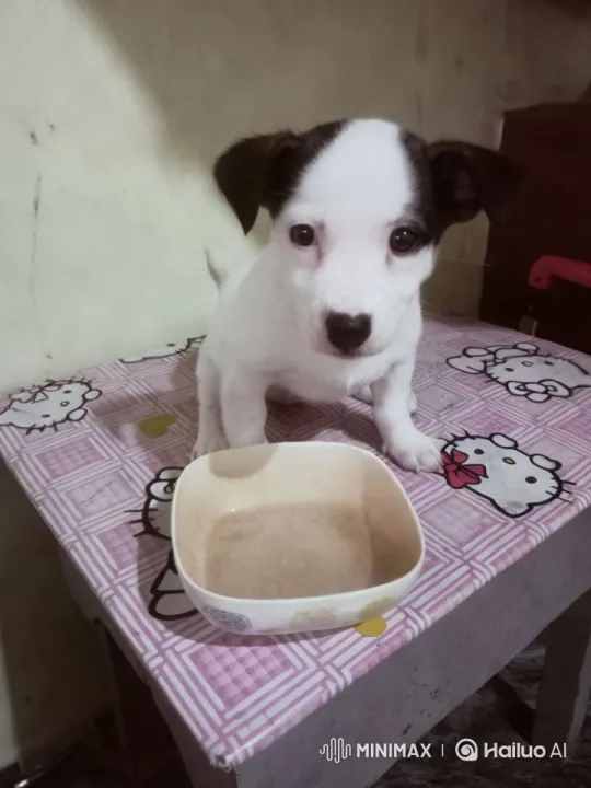 Adorable Puppy Dancing on Hello Kitty Table – AI Generated Video | Hailuo AI