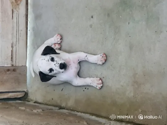 Puppy Mimics Kung Fu Moves in Alleyway – AI Generated Video | Hailuo AI