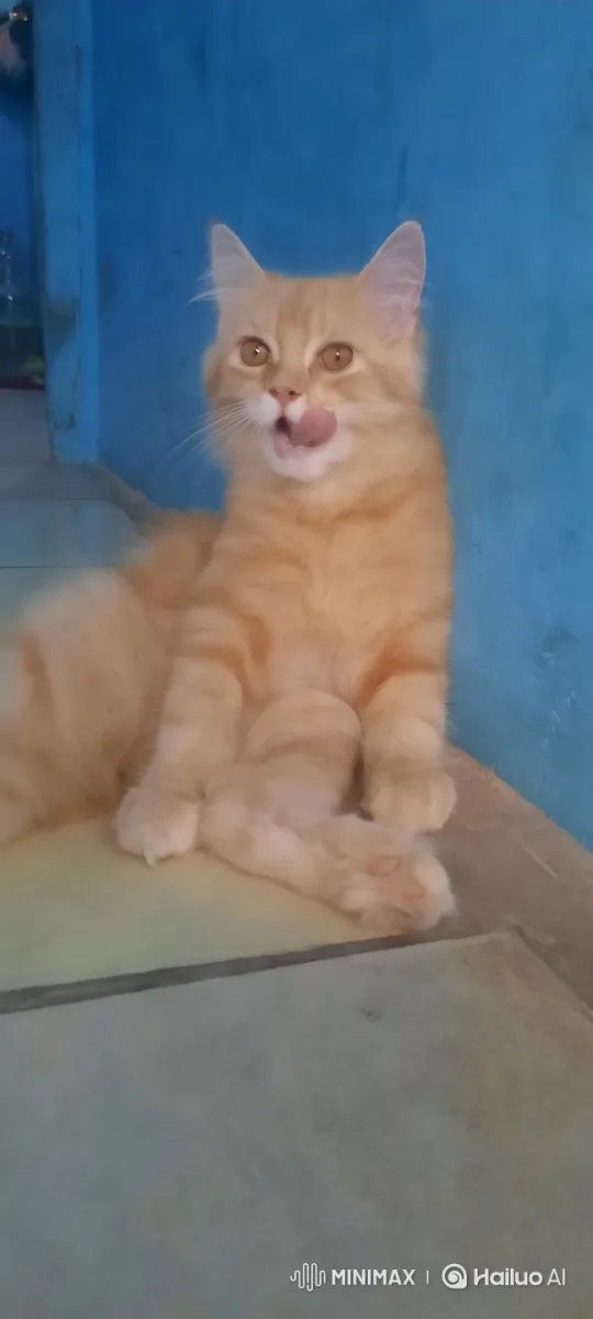 Orange Cat Dances Playfully Against Blue Wall – AI Generated Video | Hailuo AI