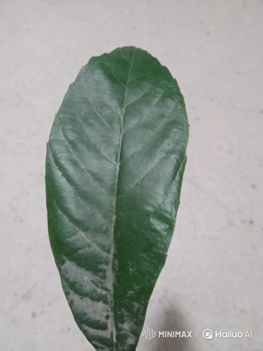 Leaf Character Sings and Advises in Live2D Animation – AI Generated Video | Hailuo AI