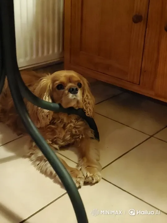Dog Greeting with Close-Up in Cozy Indoor Setting – AI Generated Video | Hailuo AI