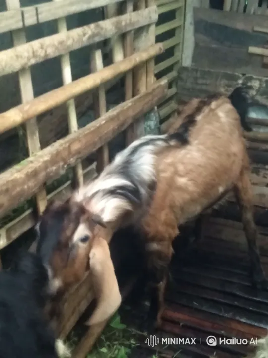 Goat Stands Up in Rustic Wooden Pen – AI Generated Video | Hailuo AI