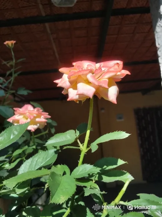 Rose Bloom: A Serene Close-Up Study – AI Generated Video | Hailuo AI