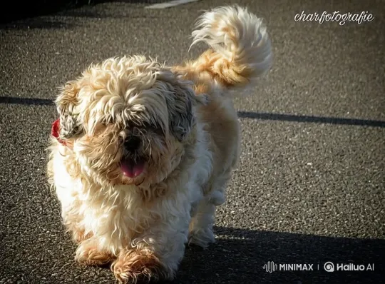 Fluffy Dog Joyfully Runs Down Asphalt Path – AI Generated Video | Hailuo AI