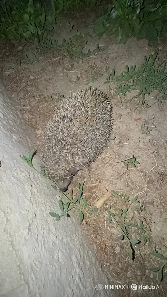 Hedgehog's Curious Foraging and Tumble by the Curb – AI Generated Video | Hailuo AI