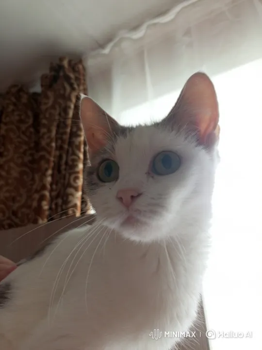 Curious White Cat with Green Eyes Eats from Bowl – AI Generated Video | Hailuo AI