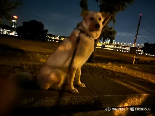 Dog Observes Cityscape from Park Stone Ledger – AI Generated Video | Hailuo AI