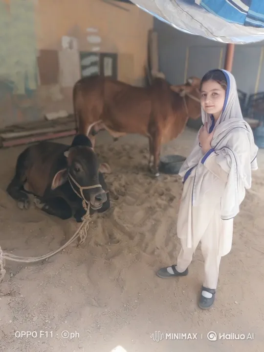 Young Girl Shares a Quiet Moment with a Calf in Rustic Setting – AI Generated Video | Hailuo AI
