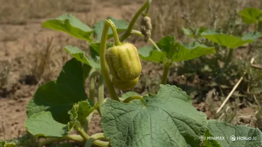 Squirting Cucumber Fruit Violently Ejects Seeds – AI Generated Video | Hailuo AI
