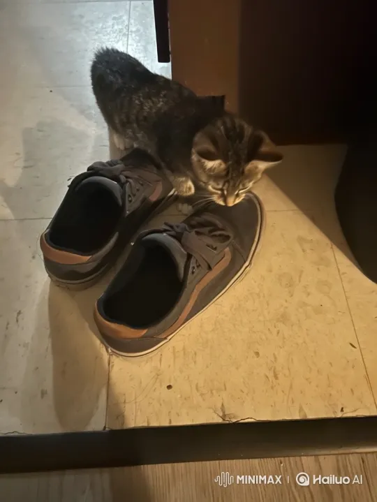 Tabby Cat Sniffs, Tenses, and Darts Away – AI Generated Video | Hailuo AI