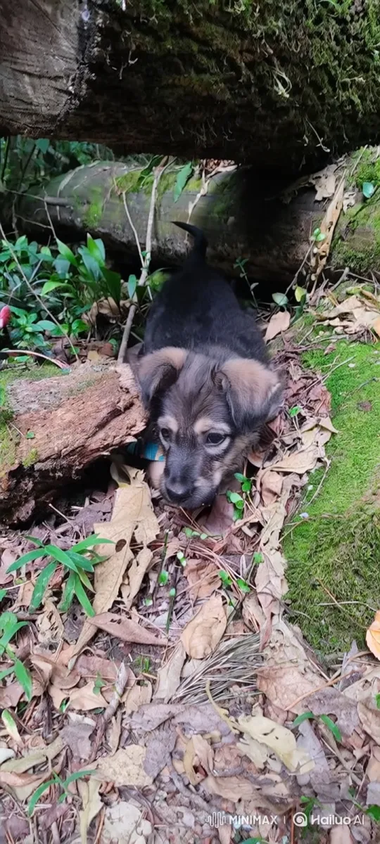 Animated Forest Adventure of a Curious Puppy – AI Generated Video | Hailuo AI