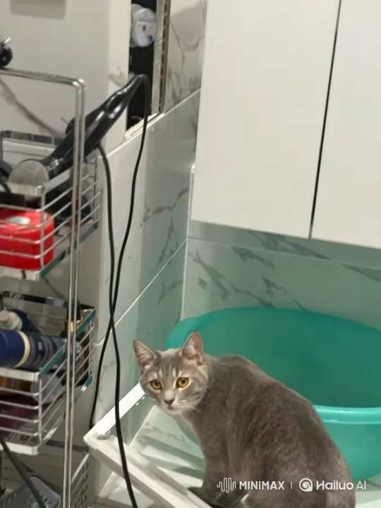 Curious Cat Washes Underpants in Bathroom – AI Generated Video | Hailuo AI