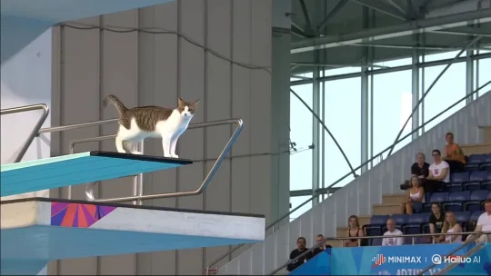 Cat Performs Acrobatic Dive at Olympic Event – AI Generated Video | Hailuo AI