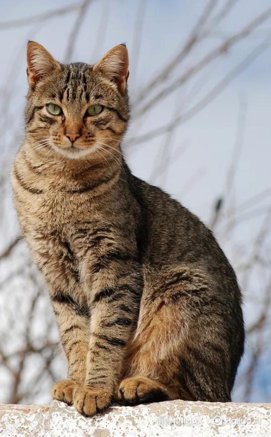 Stately Tabby Cat with Majestic Gaze on Stone Edge – AI Generated Video | Hailuo AI