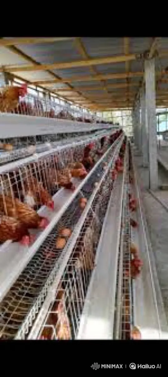Intelligent Hen Plots and Achieves Escape from Cage – AI Generated Video | Hailuo AI