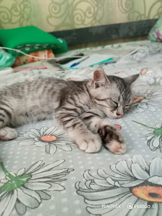 Kitten Awakens and Joyfully Dances on Bed – AI Generated Video | Hailuo AI