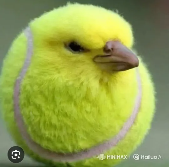 Shrek and the Tennis-Ball Bird Dance and Fire a Bazooka – AI Generated Video | Hailuo AI