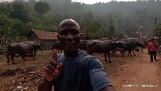 Bald Man Records Selfie Video Walking with Buffaloes – AI Generated Video | Hailuo AI