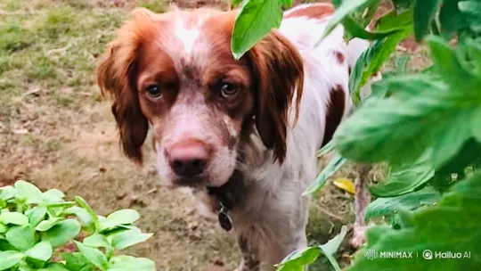 Curious Dog in Garden Examines Camera – AI Generated Video | Hailuo AI