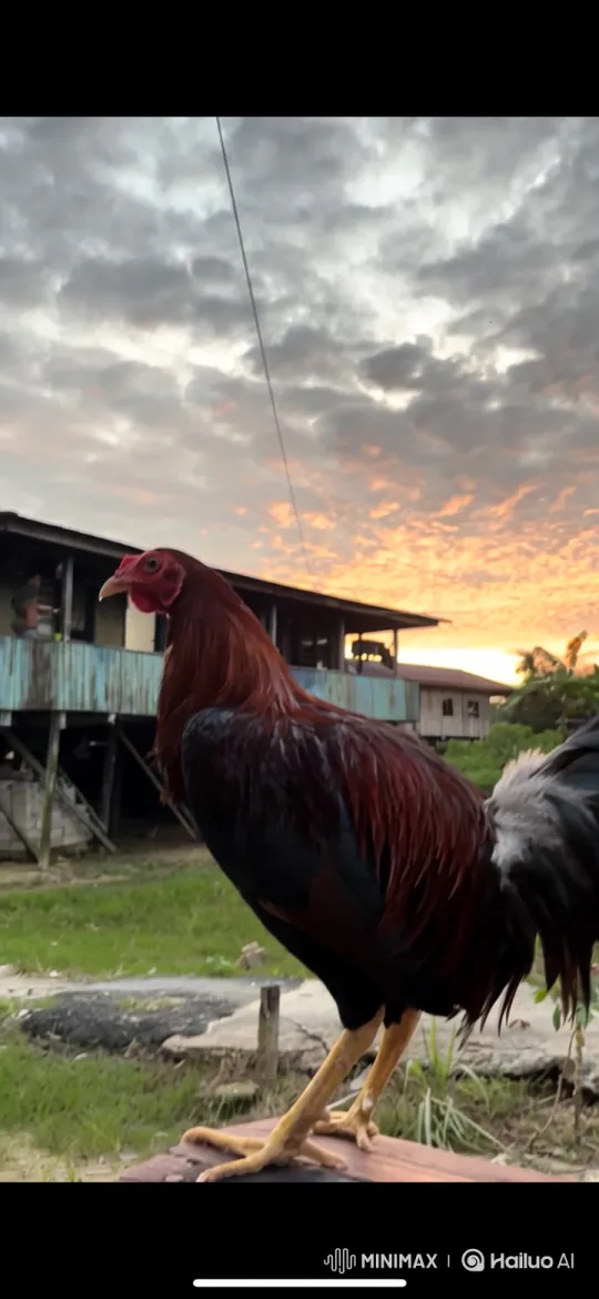 Rooster to Earth: A Journey from Close-up to Cosmic View – AI Generated Video | Hailuo AI