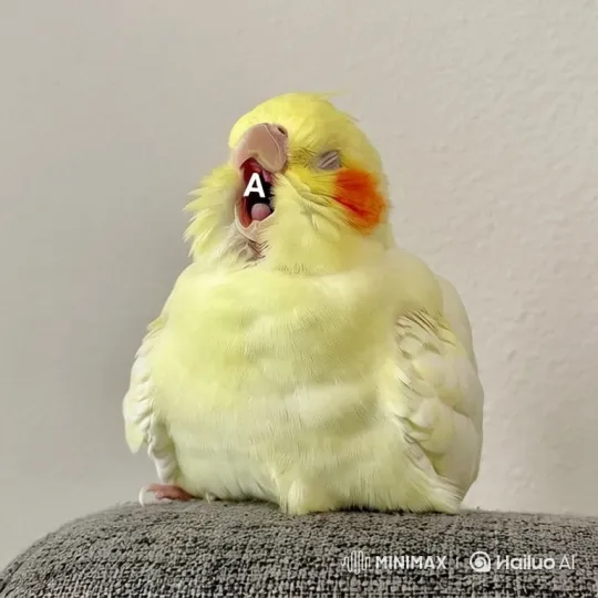 Fluffy Cockatiel Yawns with 'A' in Mouth – AI Generated Video | Hailuo AI