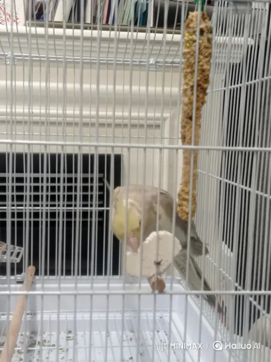 Cockatiel Interacts with Phantom Fish and Receives Money Shower – AI Generated Video | Hailuo AI