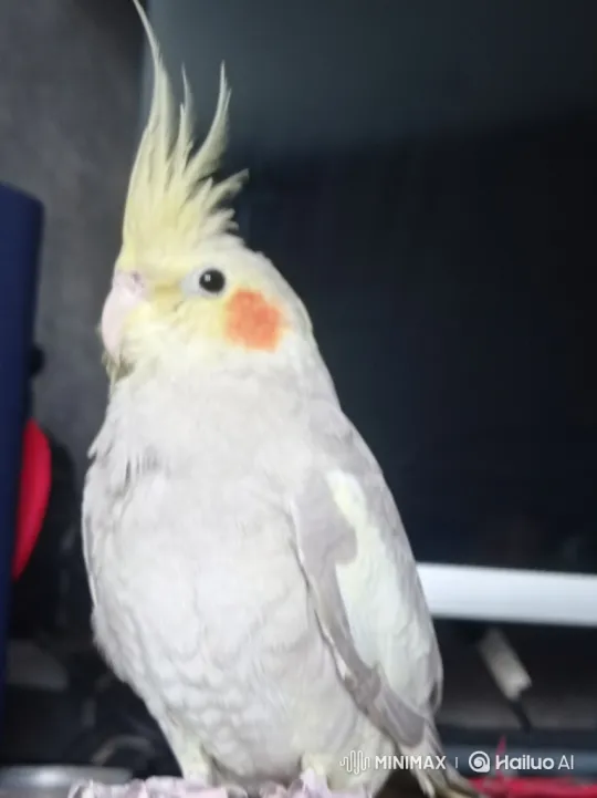 Feathered Hero: Cockatiel Defeats Sparrows for Apple – AI Generated Video | Hailuo AI